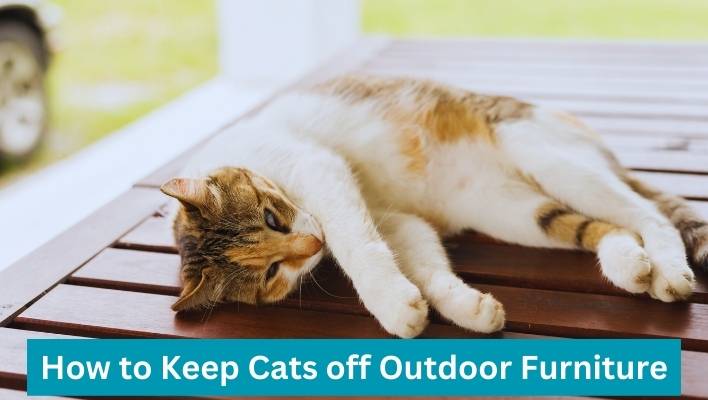 How to keep cats off outdoor furniture best sale