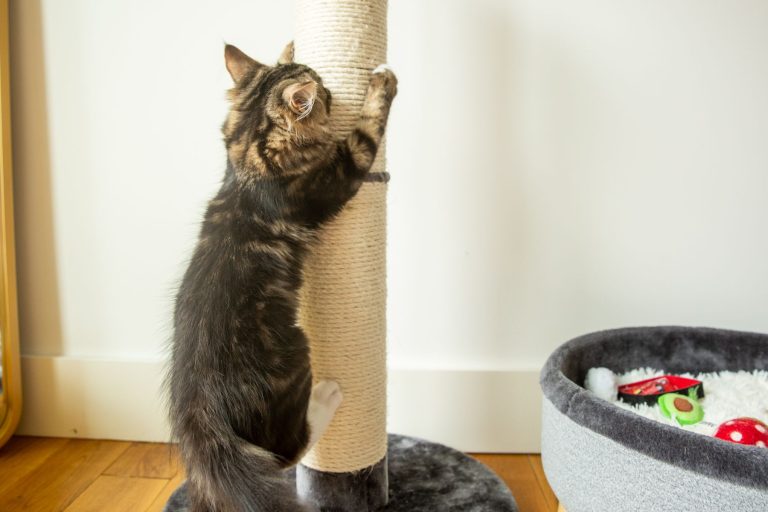 Do Ragdoll Cats Scratch Furniture