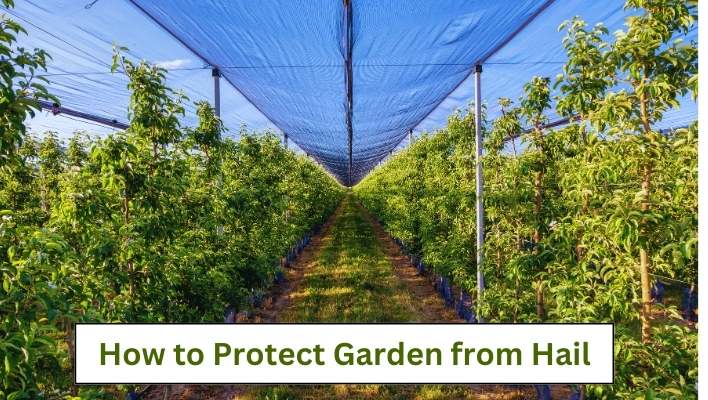 How to Protect Garden from Hail