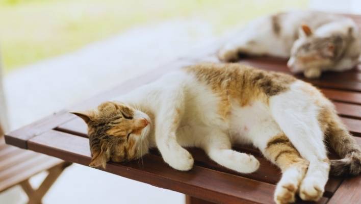 How to Keep Cats off Outdoor Furniture