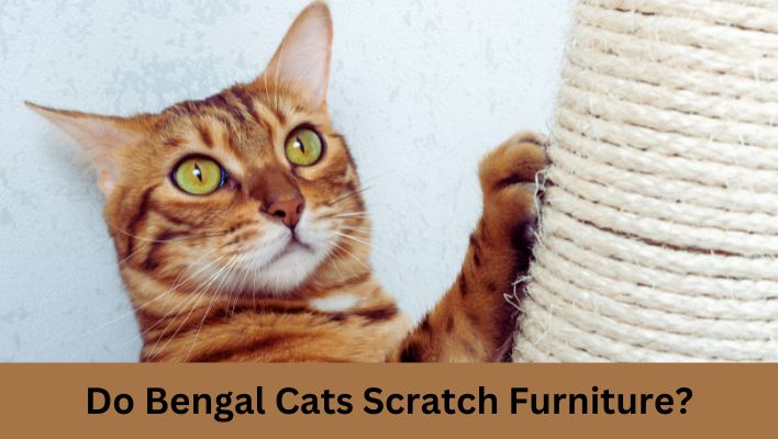 Do Bengal Cats Scratch Furniture